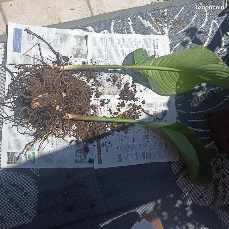 Plante bulbe canna géants orange motte (image 2)