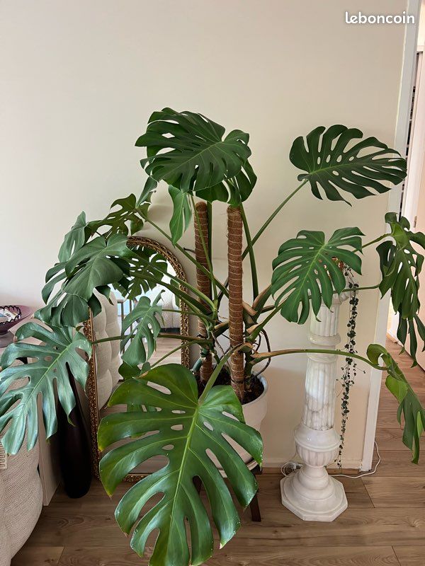 Monstera deliciosa xxl (image 2)