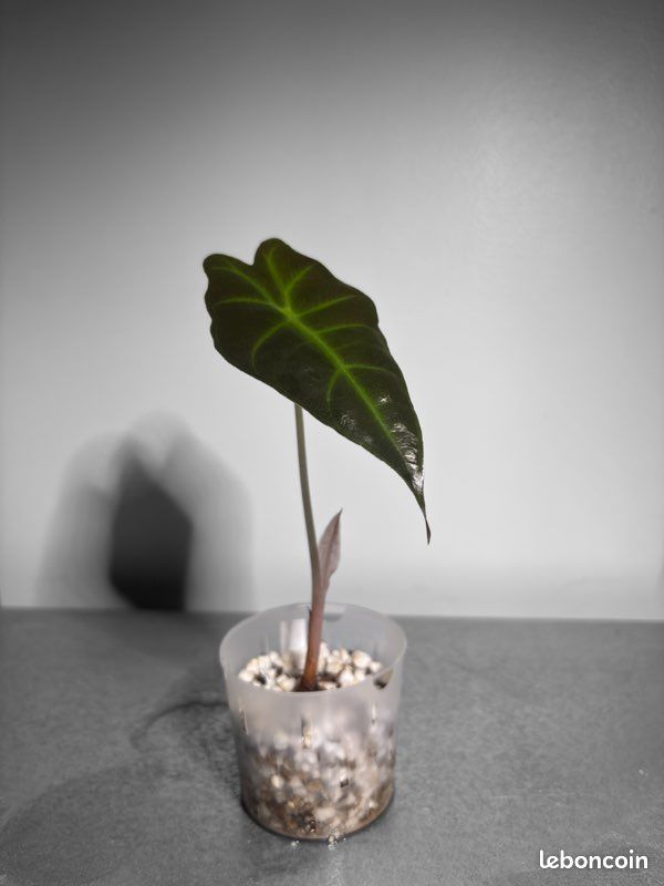 Alocasia Polly n°2 (image 1)