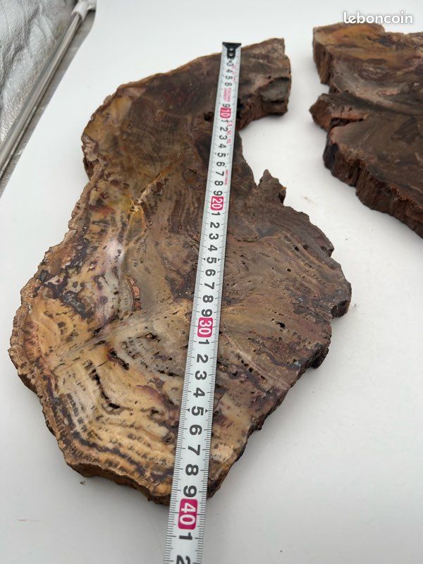 Tranche de Bois fossilisé en deux partie (image 6)