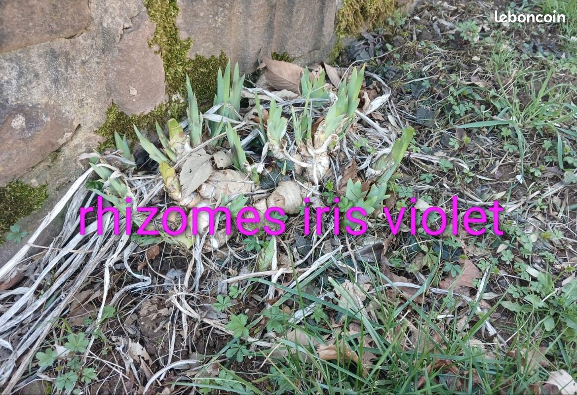 Échange plantes (image 3)