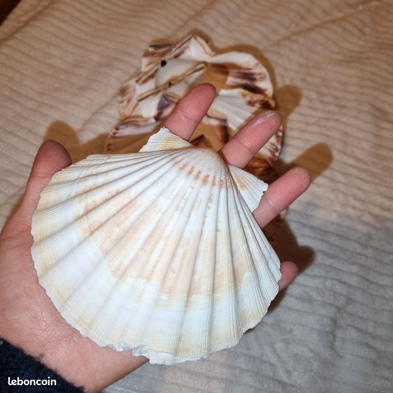 Coquille St Jacques vide (image 2)