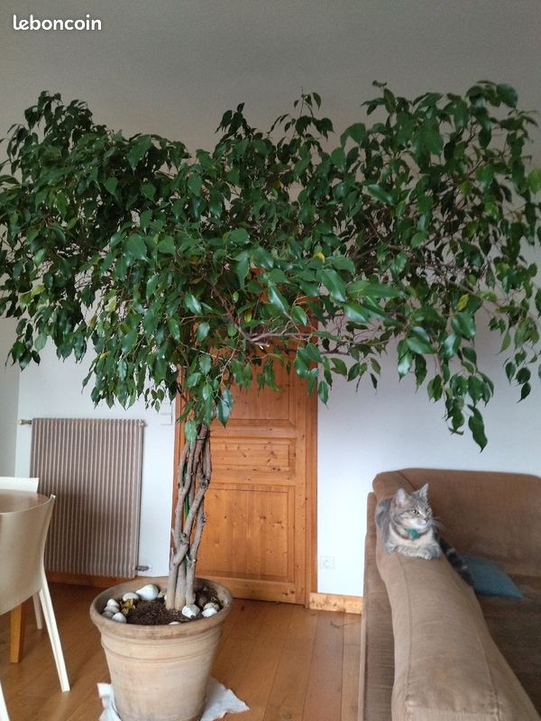Ficus benjamina (image 3)