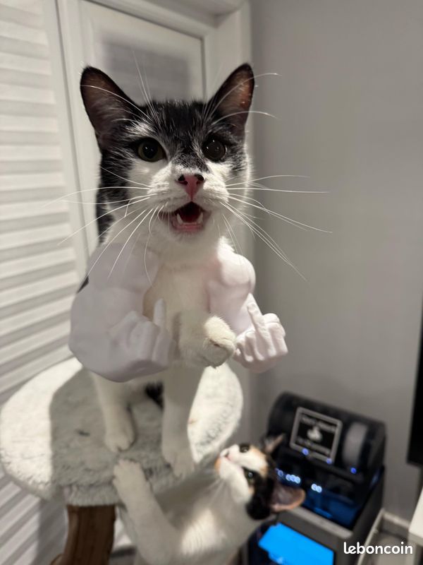 Costume De Bras Musclés Pour Chat - Humour, Cosplay - Pour Photos Et Fêtes