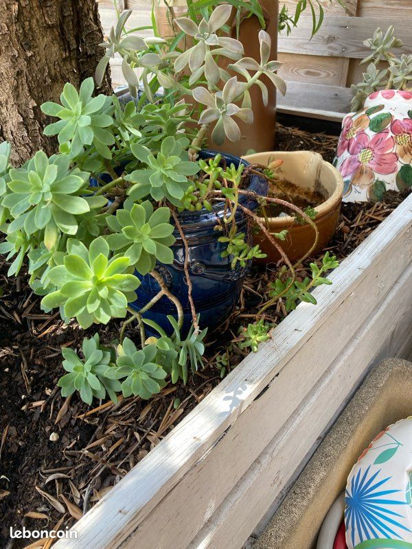 Plantes grasses (image 4)