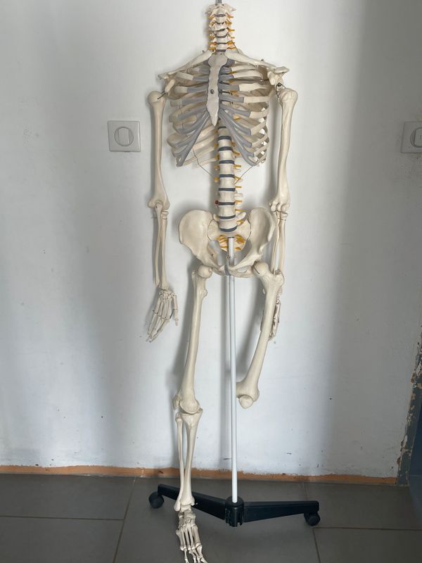 Squelette d'occasion - Annonces Materiel Medical leboncoin