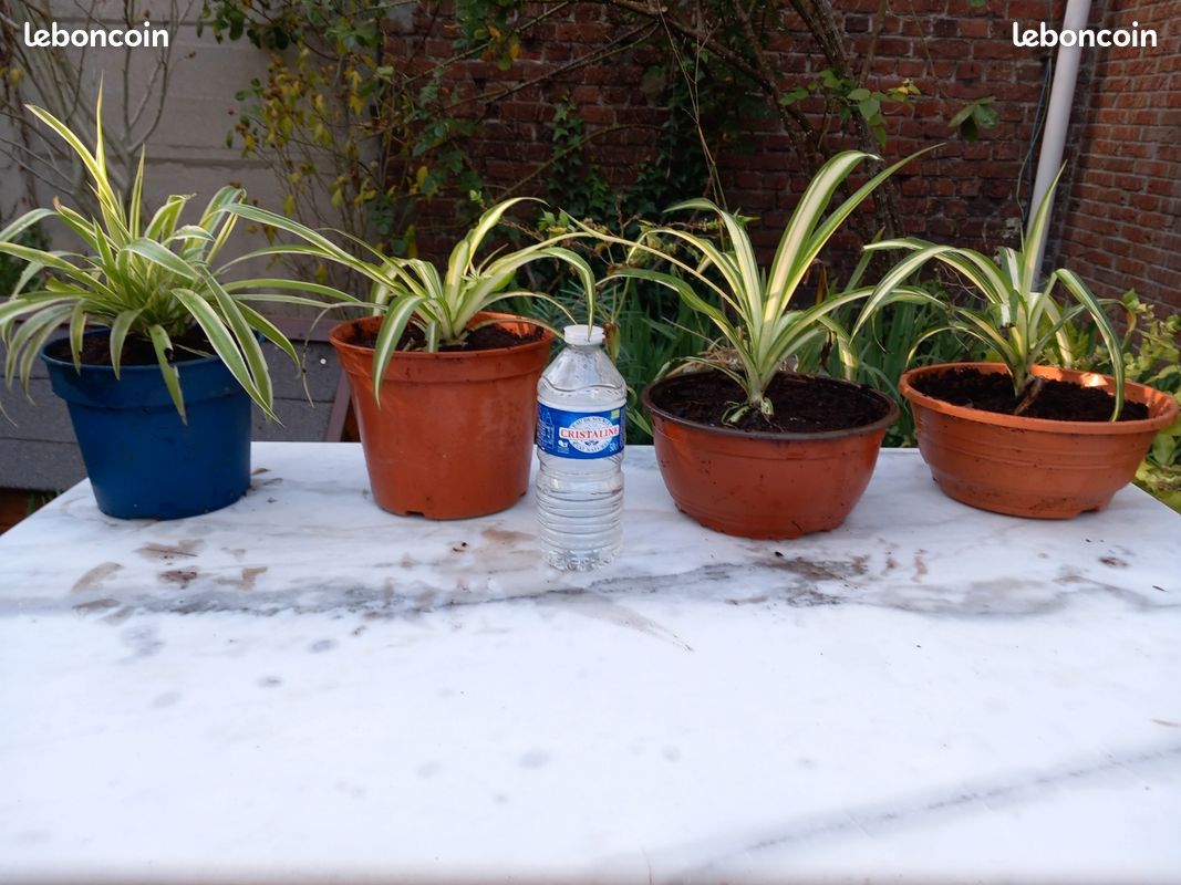 Pots de Chlorophytum et de Pothos Plantes Vertes à partir de 3.50 euros (image 1)