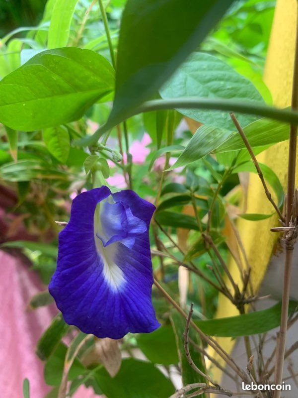 Plantes grimpantes à fleurs (image 5)