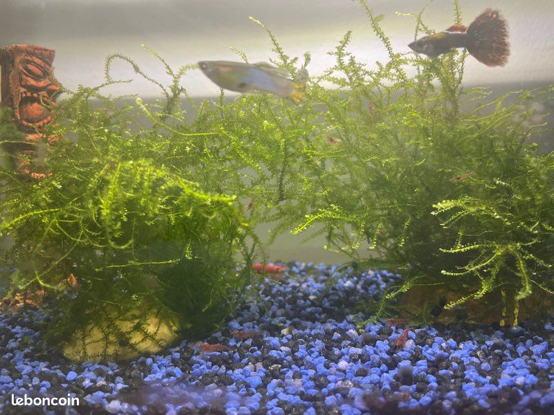 Mousse de java plante aquarium (image 1)