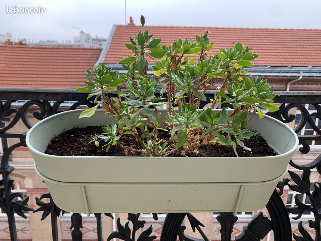 Jardinière/Balconier Pot Balcon Verte Menthe IKEA avec Plante Moyenne Taille Pâquerette Violette (image 1)