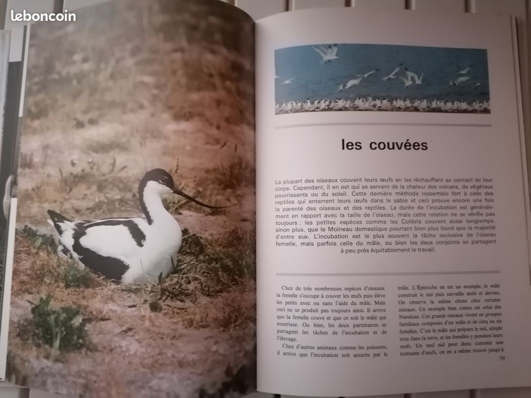 Le monde merveilleux des oiseaux (image 6)