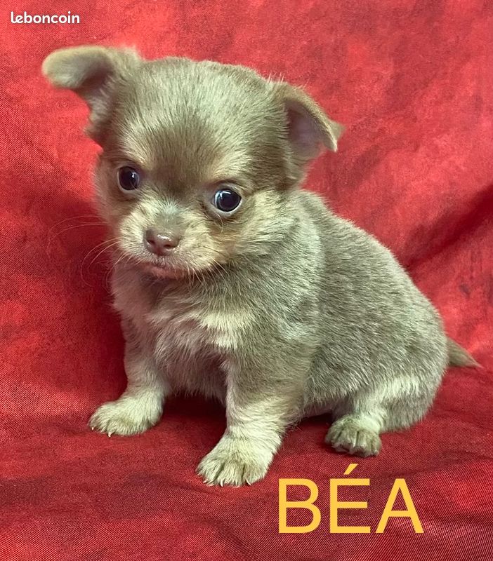 A réserver Chiots CHIHUAHUA à poils longs (image 1)