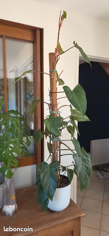 Magnifique Philodendron Red Emerald XXL — 1,45 m (image 2)
