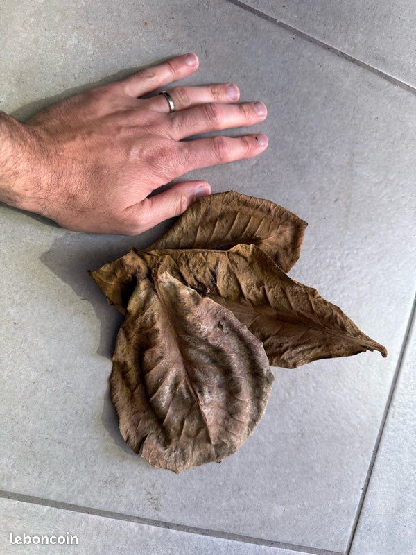 Feuille de catapa pour aquarium (image 1)