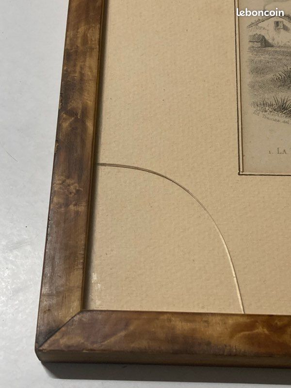 Gravure ancienne - Mésange bleue - Grande mésange - Buffon - 1853 (Sans reliure) (image 8)
