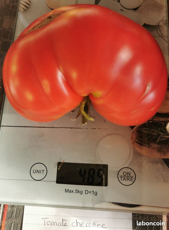 Graines de Tomate Cherokee reproductibles saison 2025 (image 1)