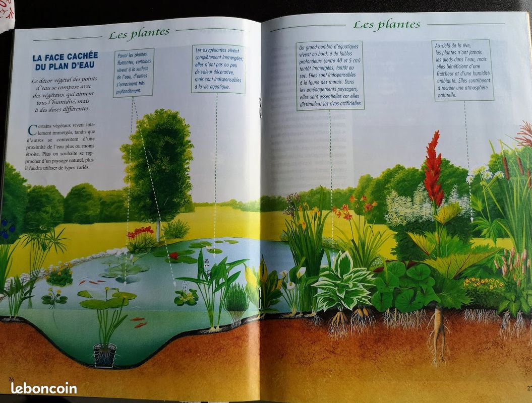 Réussir votre jardin aquatique (image 3)