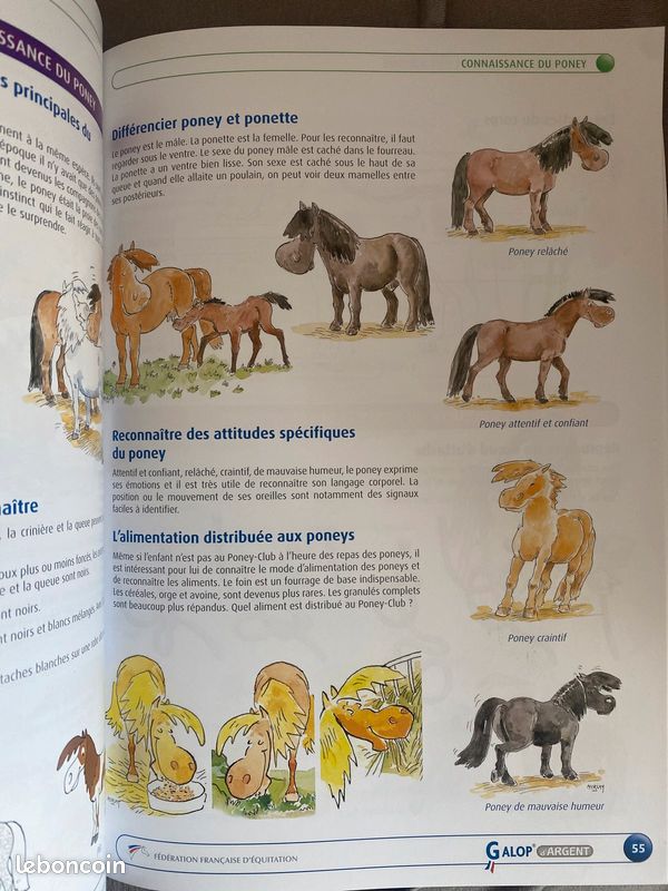Équitation enfant guide galops (image 3)