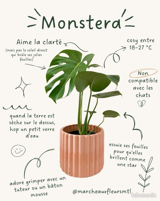 Bouture Monstera - Jardin & Plantes