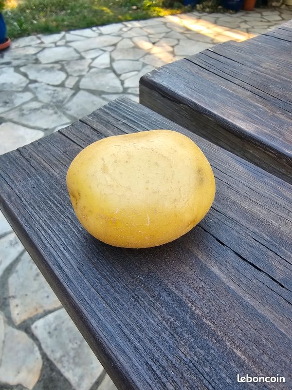 Très belle pomme de terre (image 2)