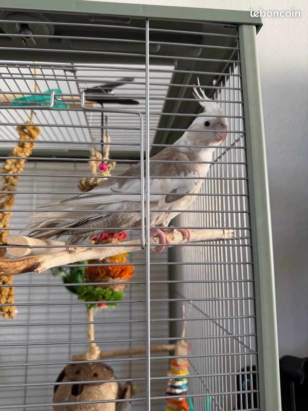Couple de calopsittes (image 1)