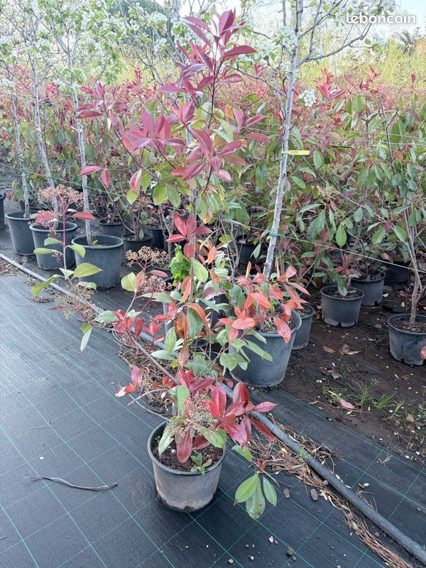 Photinia Red Robin 80/100 3L - Jardin & Plantes