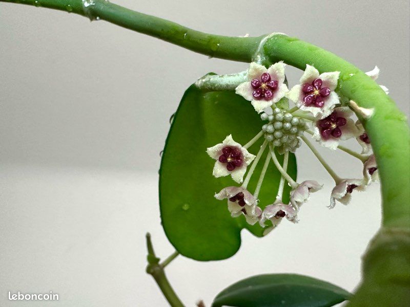 Plante cœur Hoya Kerri / Hoya kerrii (image 6)