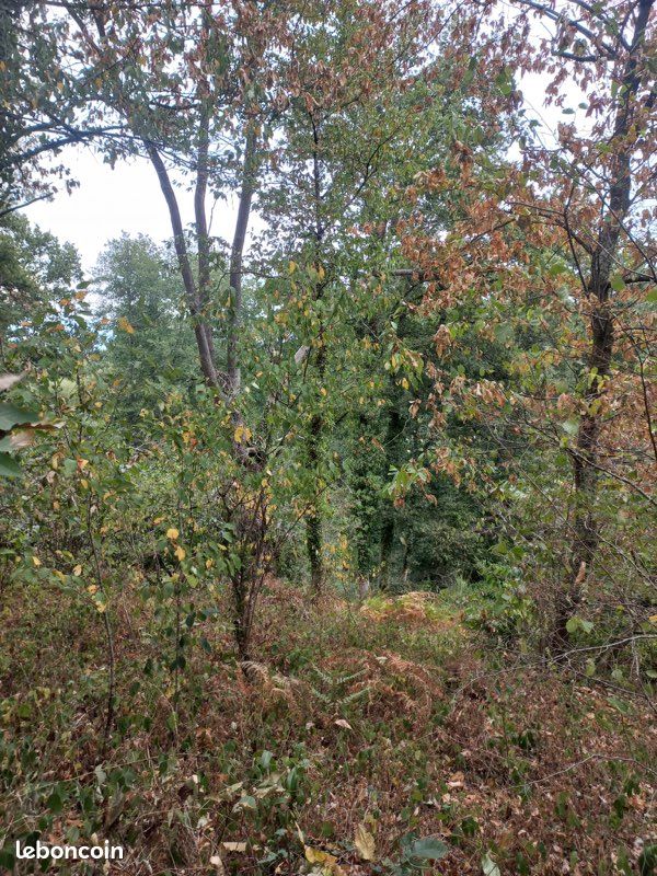 Terrain boisé 5 ha (image 2)