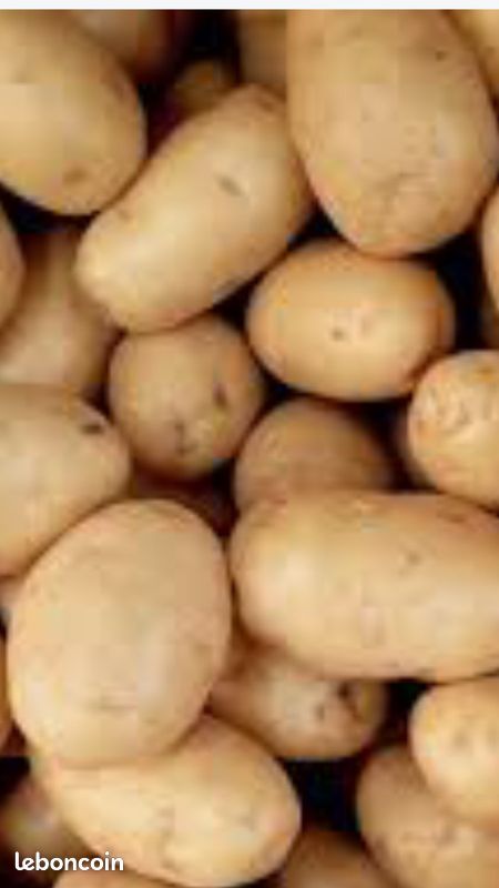 Pomme de terre (image 1)