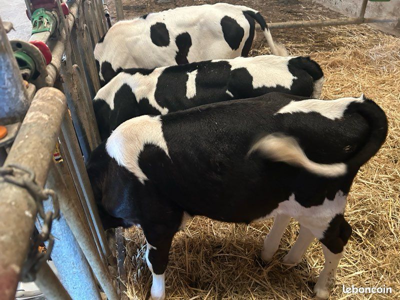 3 veaux génisses de 2 mois - prim holstein (image 2)
