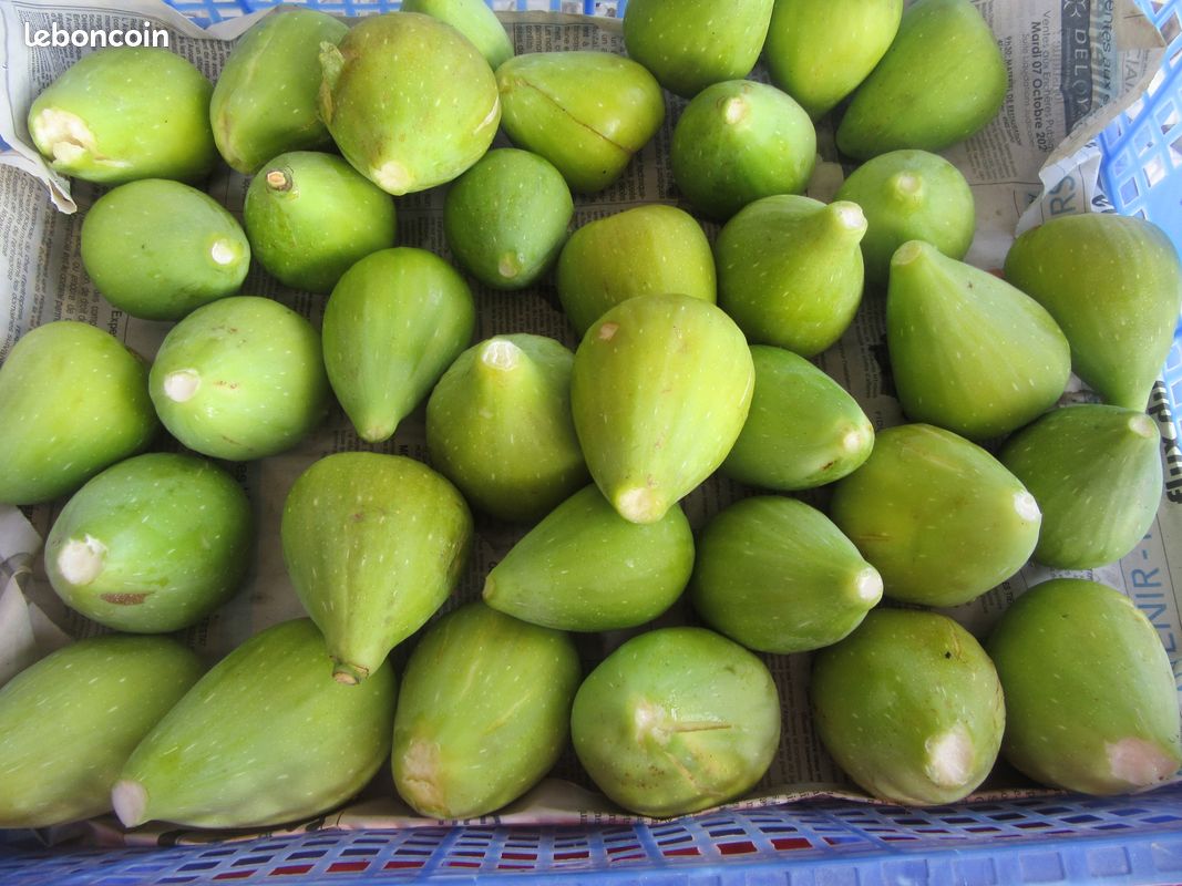 Figues (image 1)