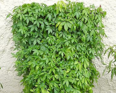 Plante Gynostemma Pentaphyllum (Herbe De L'immortalité) - Pot De 12 Cm, Qualité Bio, Plante Vivace Rustique