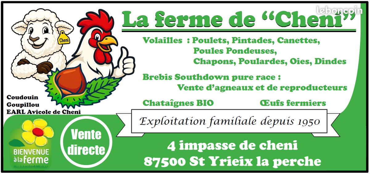 Jeunes poules pondeuses (image 3)