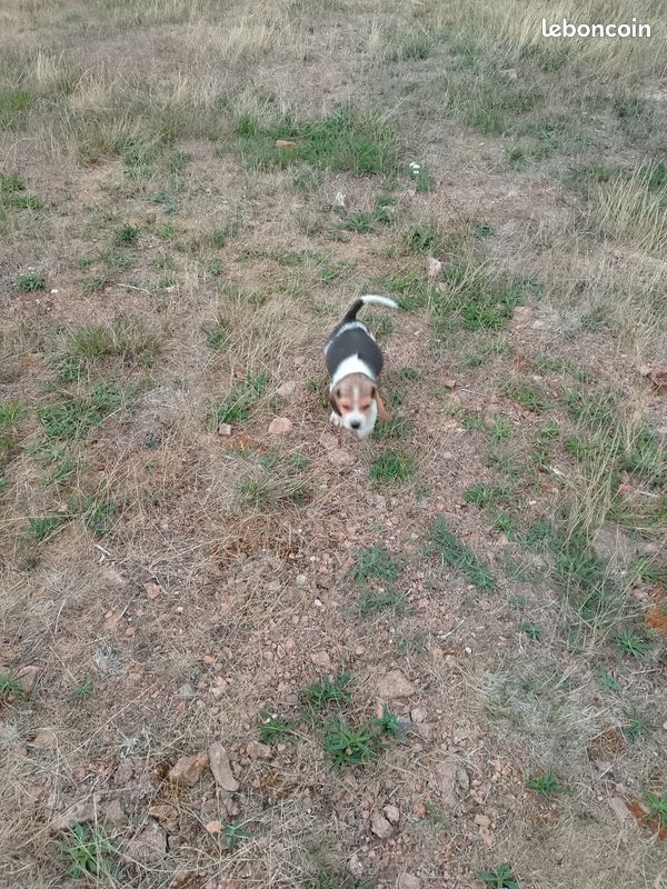 Chiot beagle (image 4)