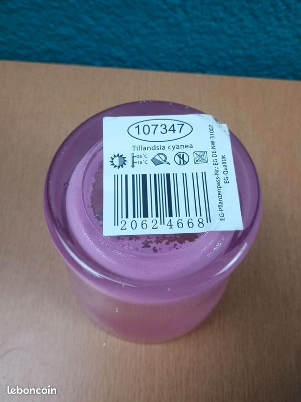 Cache-pot en verre rose pour plante – 11 cm (image 3)