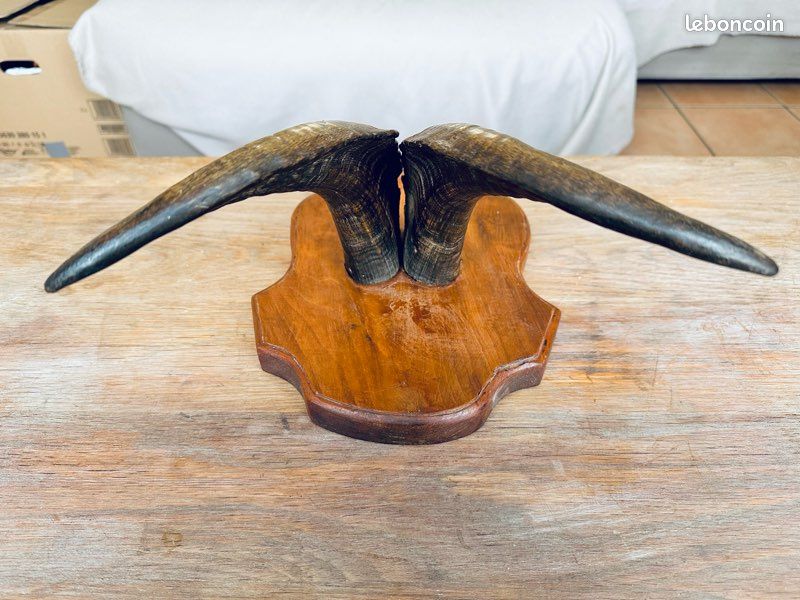 Serpent taxidermie cabinet de curiosité Serpent taxidermie cabinet de curiosité