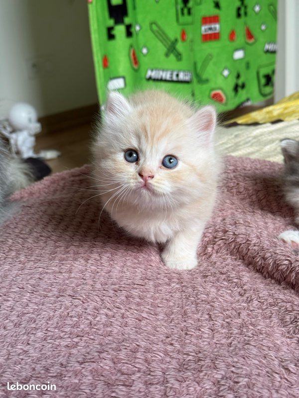 Chaton type British (image 3)