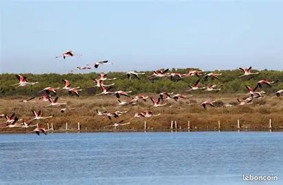 Magnifiques parcelles de terre naturelle · à Marseillan · 83 820 €