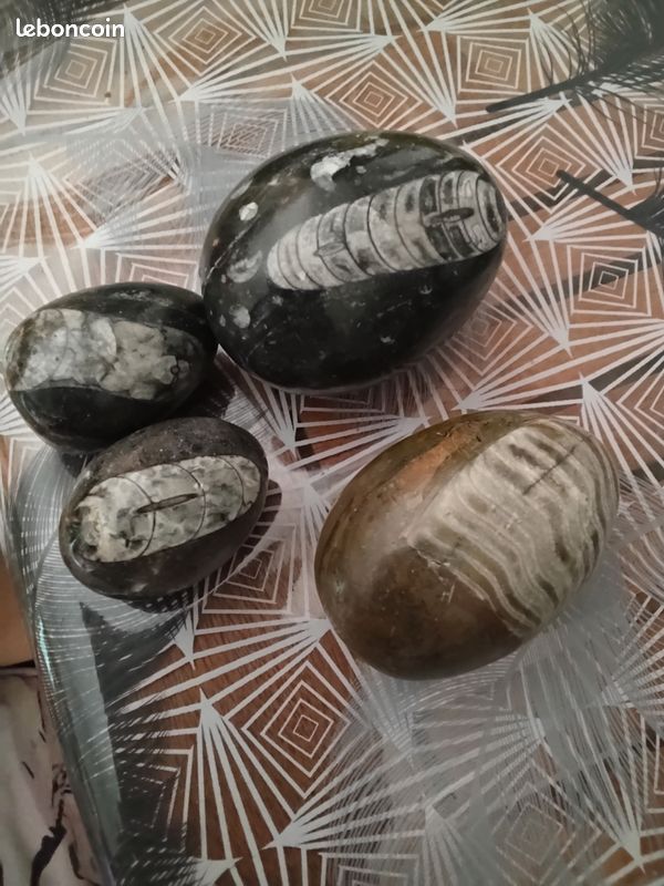 Oeufs poli (image 1)