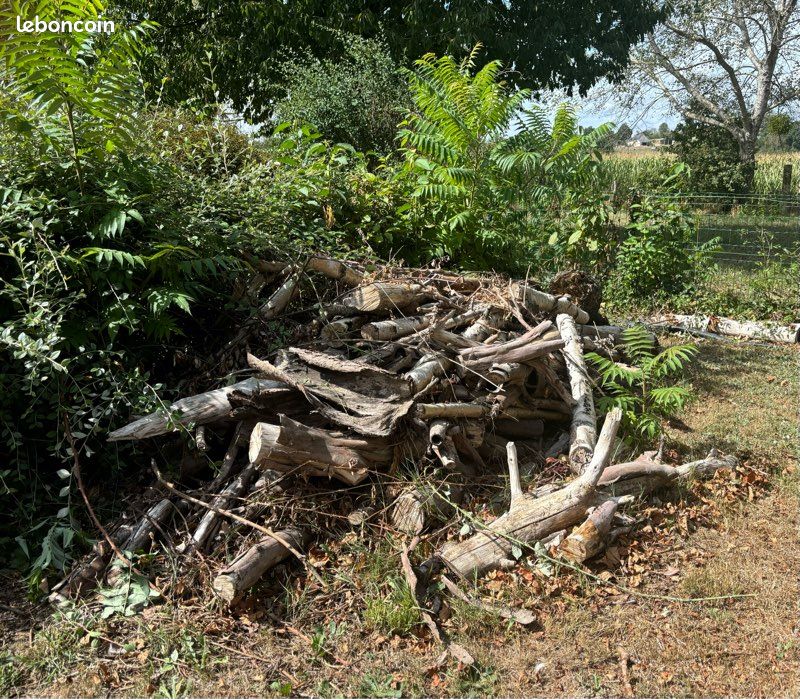 Bois de chauffage / branches à récupérer – GRATUIT (image 1)