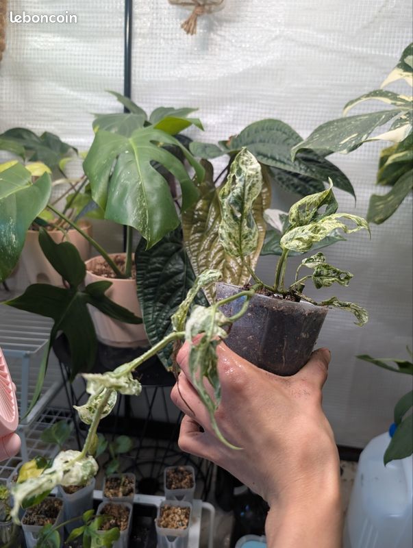 Monstera Frozen Freckles (image 1)