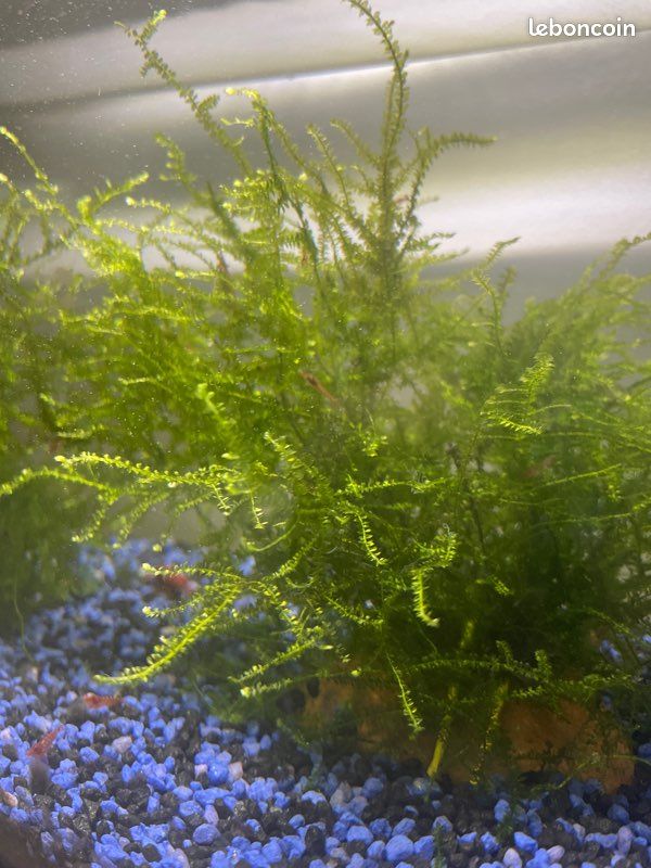 Mousse de java plante aquarium (image 2)