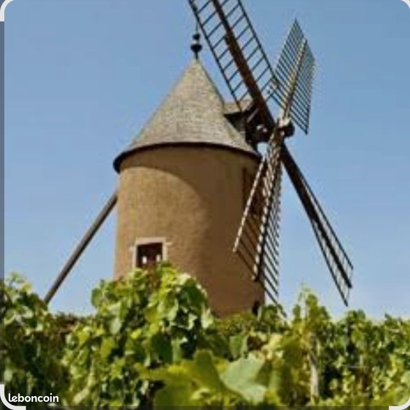 Vigne AOP Moulin à Vent (image 1)