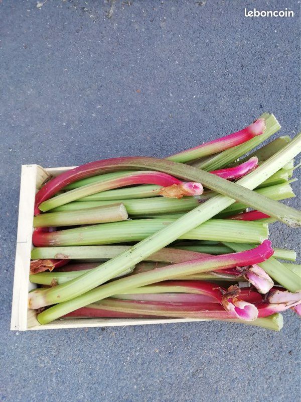 Rhubarbe (image 1)