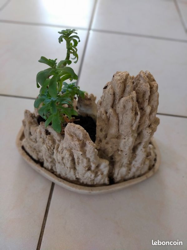 rubber plants leaves curling Rubber Plant | Ficus Elastica Abidjan | Buy Plants Online main image 0