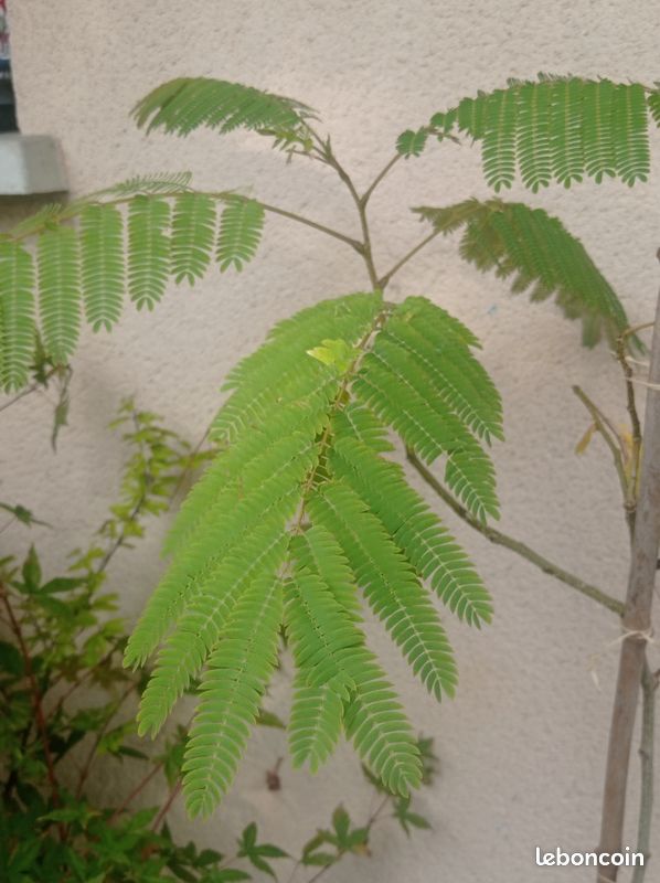Albizia, Arbre a Soie, arbuste 3a extérieur (image 3)