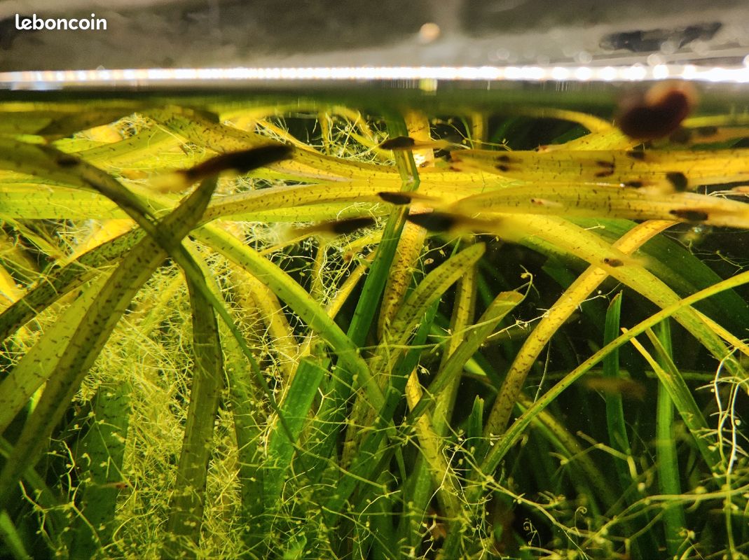Vallisneria pour aquarium (image 1)