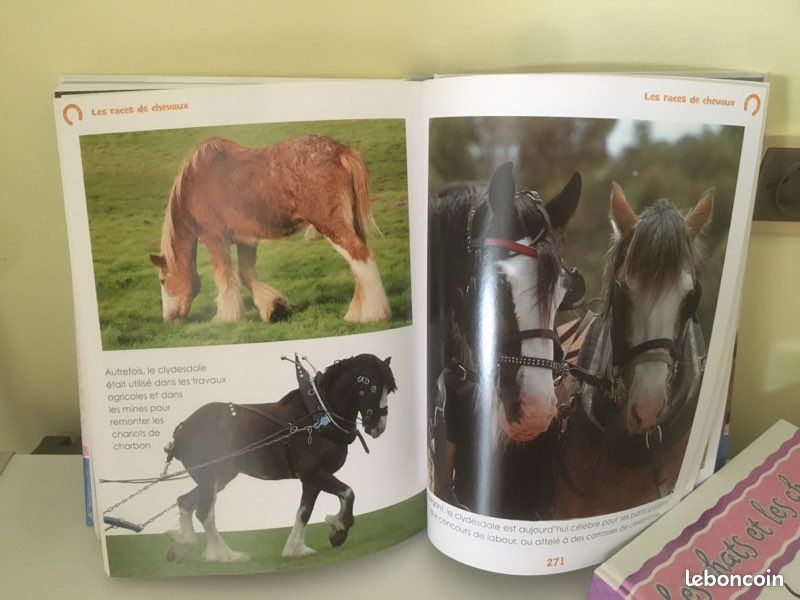Livre sur les chevaux et poneys (image 3)
