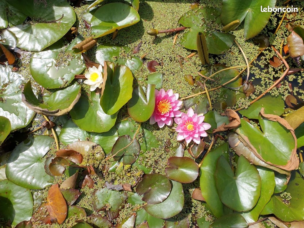 3 plants de nenuphars racines nues (image 1)