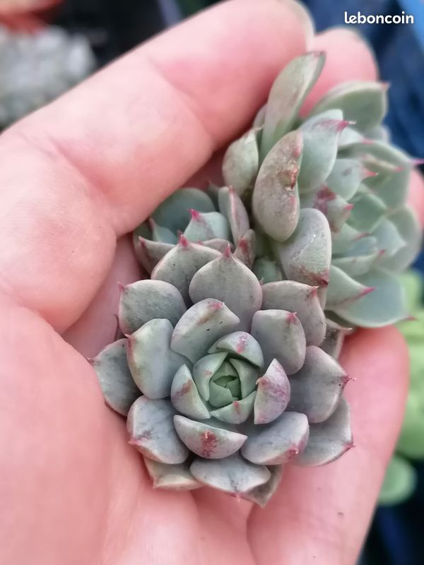 Echeveria 'Ben Badis' variegata (image 1)